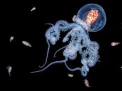 Entre la oscuridad del océano: la fotógrafa que revela un mundo oculto bajo las aguas