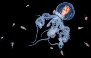 Entre la oscuridad del océano: la fotógrafa que revela un mundo oculto bajo las aguas