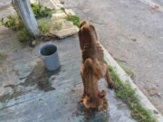 Vecinos de Sol Caucel buscan ayuda para perrita que deambula por las calles en busca de alimento