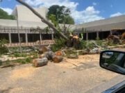 Vecinos cuestionan retiro de árboles en la Colonia México por proyecto comercial