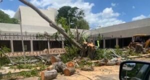 Vecinos cuestionan retiro de árboles en la Colonia México por proyecto comercial