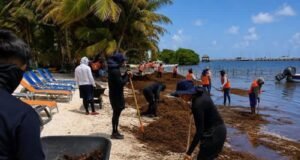 Alertan por nueva oleada de sargazo mientras continúa la limpieza en playas de Quintana Roo