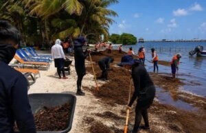 Alertan por nueva oleada de sargazo mientras continúa la limpieza en playas de Quintana Roo
