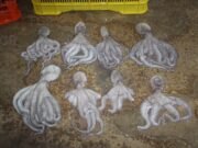 Más de 460 kilos de pulpo maya en veda derivan en proceso penal contra dos personas en Yucatán