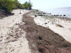 Comerciantes cuestionan falta de limpieza de sargazo en playas de San Crisanto al inicio del periodo vacacional