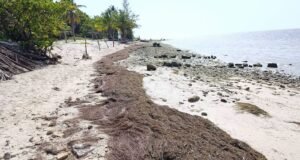 Comerciantes cuestionan falta de limpieza de sargazo en playas de San Crisanto al inicio del periodo vacacional