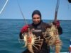 Arranca la captura de langosta en Yucatán; esperan superar las 700 toneladas en la nueva temporada