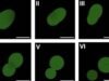 Crean la primera célula sintética capaz de crecer y reproducirse; avance promete revolucionar la medicina y la biotecnología