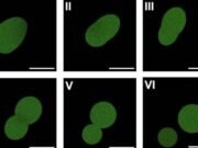 Crean la primera célula sintética capaz de crecer y reproducirse; avance promete revolucionar la medicina y la biotecnología