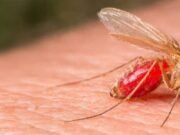 Alerta sanitaria en Yucatán: aumentan casos de “úlcera del chiclero” y llaman a reforzar prevención
