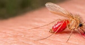 Alerta sanitaria en Yucatán: aumentan casos de “úlcera del chiclero” y llaman a reforzar prevención