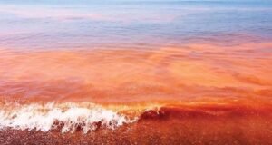 Instalan comité permanente para reforzar la vigilancia y prevención de la marea roja en Yucatán