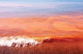Instalan comité permanente para reforzar la vigilancia y prevención de la marea roja en Yucatán