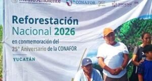 Reforestan dos hectáreas en Timucuy con 400 árboles nativos para fortalecer los ecosistemas de Yucatán
