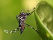 Piden incorporar vacuna contra el dengue al esquema nacional ante aumento de casos en México