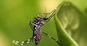 Piden incorporar vacuna contra el dengue al esquema nacional ante aumento de casos en México