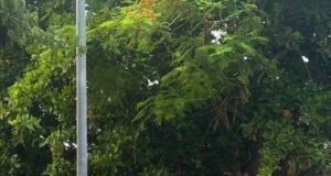 Vecinos de Umán exigen atender presuntas irregularidades en llantera por riesgos sanitarios y obstrucción peatonal