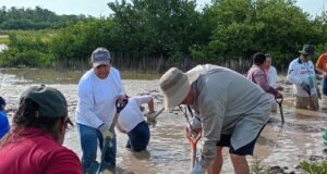 Impulsan nueva etapa para recuperar manglares en Progreso con participación de Conagua y sociedad civil