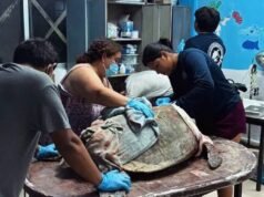 Rescatan a tortuga marina tras feroz ataque de perros ferales en playas de Sisal