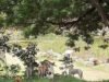 Piden extremar precauciones por reportes de perros agresivos en el Parque Ecológico del Poniente