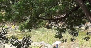 Piden extremar precauciones por reportes de perros agresivos en el Parque Ecológico del Poniente