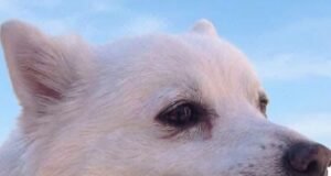 Rocky lucha por su vida tras ser presuntamente arrastrado por una camioneta en Saltillo; investigan caso de maltrato animal