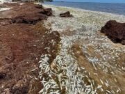 Aparición masiva de peces muertos en Puerto Morelos genera preocupación; señalan impacto del sargazo