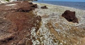 Aparición masiva de peces muertos en Puerto Morelos genera preocupación; señalan impacto del sargazo