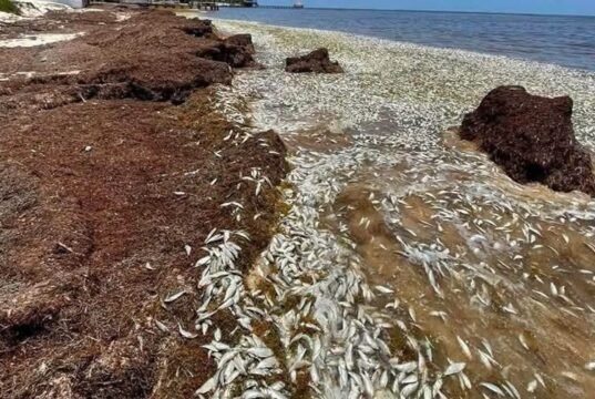Aparición masiva de peces muertos en Puerto Morelos genera preocupación; señalan impacto del sargazo