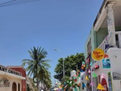 Indignación en Celestún por tala de palmeras en acceso a la playa; ciudadanos piden investigar