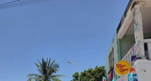 Indignación en Celestún por tala de palmeras en acceso a la playa; ciudadanos piden investigar