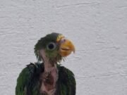 Burbuja vence el maltrato y comienza una nueva vida tras sobrevivir a quemaduras por atole hirviendo