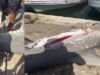 Hallan en Celestún un tiburón martillo mutilado; pescadores creen que fue atacado por un depredador de mayor tamaño