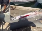 Hallan en Celestún un tiburón martillo mutilado; pescadores creen que fue atacado por un depredador de mayor tamaño