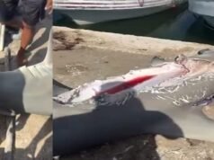Hallan en Celestún un tiburón martillo mutilado; pescadores creen que fue atacado por un depredador de mayor tamaño