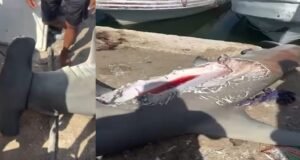 Hallan en Celestún un tiburón martillo mutilado; pescadores creen que fue atacado por un depredador de mayor tamaño