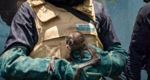 Rescatan a cría de mono araña en condiciones críticas; su estado de salud es delicado