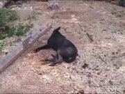 Denuncian presunto envenenamiento masivo de perros en Mesatunich; vecinos exigen justicia