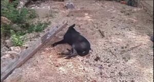 Denuncian presunto envenenamiento masivo de perros en Mesatunich; vecinos exigen justicia