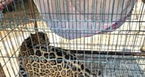 Denuncia de dos menores destapa presunto refugio ilegal de fauna exótica en Zapopan