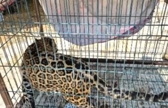 Denuncia de dos menores destapa presunto refugio ilegal de fauna exótica en Zapopan