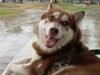 Histórico en Tabasco: Jueza otorga pensión alimentaria y custodia para “Lucas”, un husky siberiano