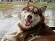 Histórico en Tabasco: Jueza otorga pensión alimentaria y custodia para “Lucas”, un husky siberiano