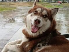 Histórico en Tabasco: Jueza otorga pensión alimentaria y custodia para “Lucas”, un husky siberiano