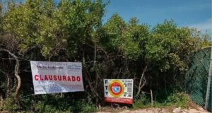 Profepa suspende obras de desarrollo inmobiliario en Chuburná; investigan posible afectación a dunas costeras