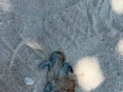 Indignación en Chuburná Puerto por muerte de tortugas; señalan a vehículos que circulan sobre la playa