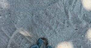 Indignación en Chuburná Puerto por muerte de tortugas; señalan a vehículos que circulan sobre la playa