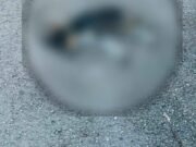 Investigan muerte de varios perros en Motul; vecinos sospechan de un posible envenenamiento