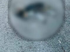 Investigan muerte de varios perros en Motul; vecinos sospechan de un posible envenenamiento