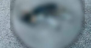 Investigan muerte de varios perros en Motul; vecinos sospechan de un posible envenenamiento